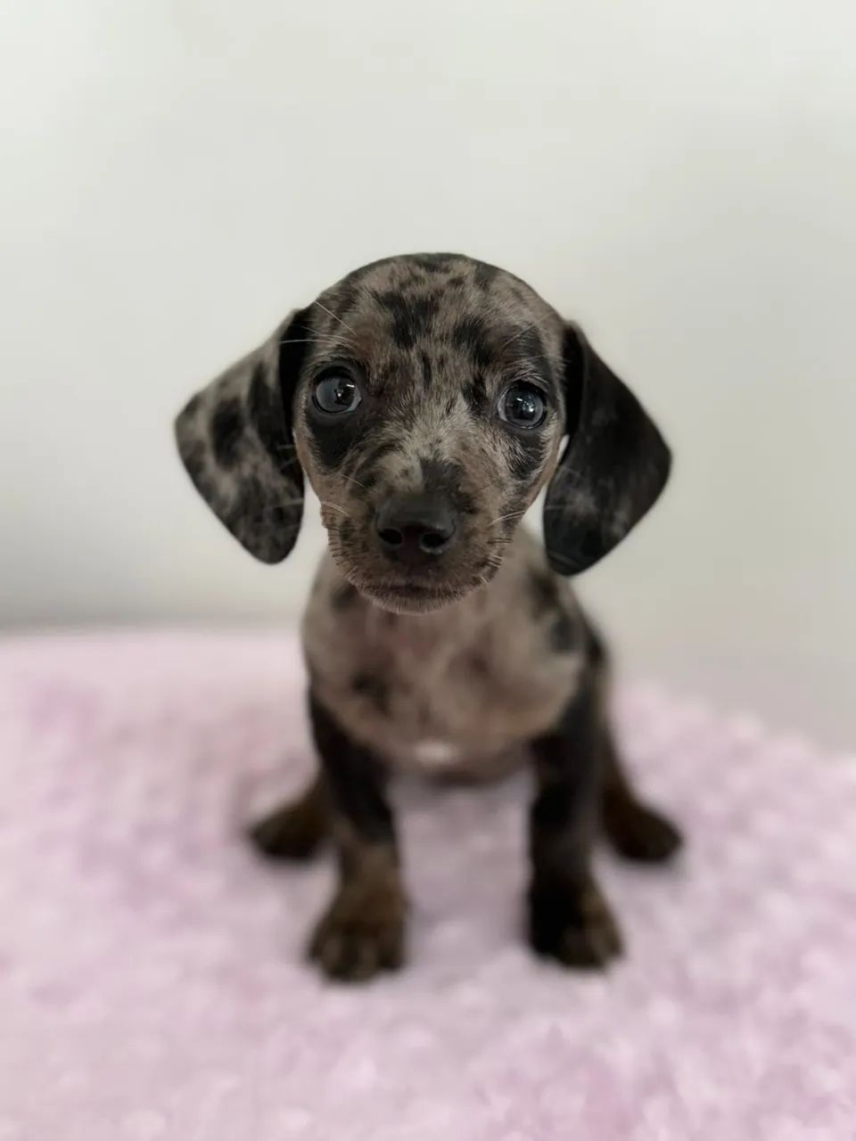 dachshund salsichinha  - Foto 4