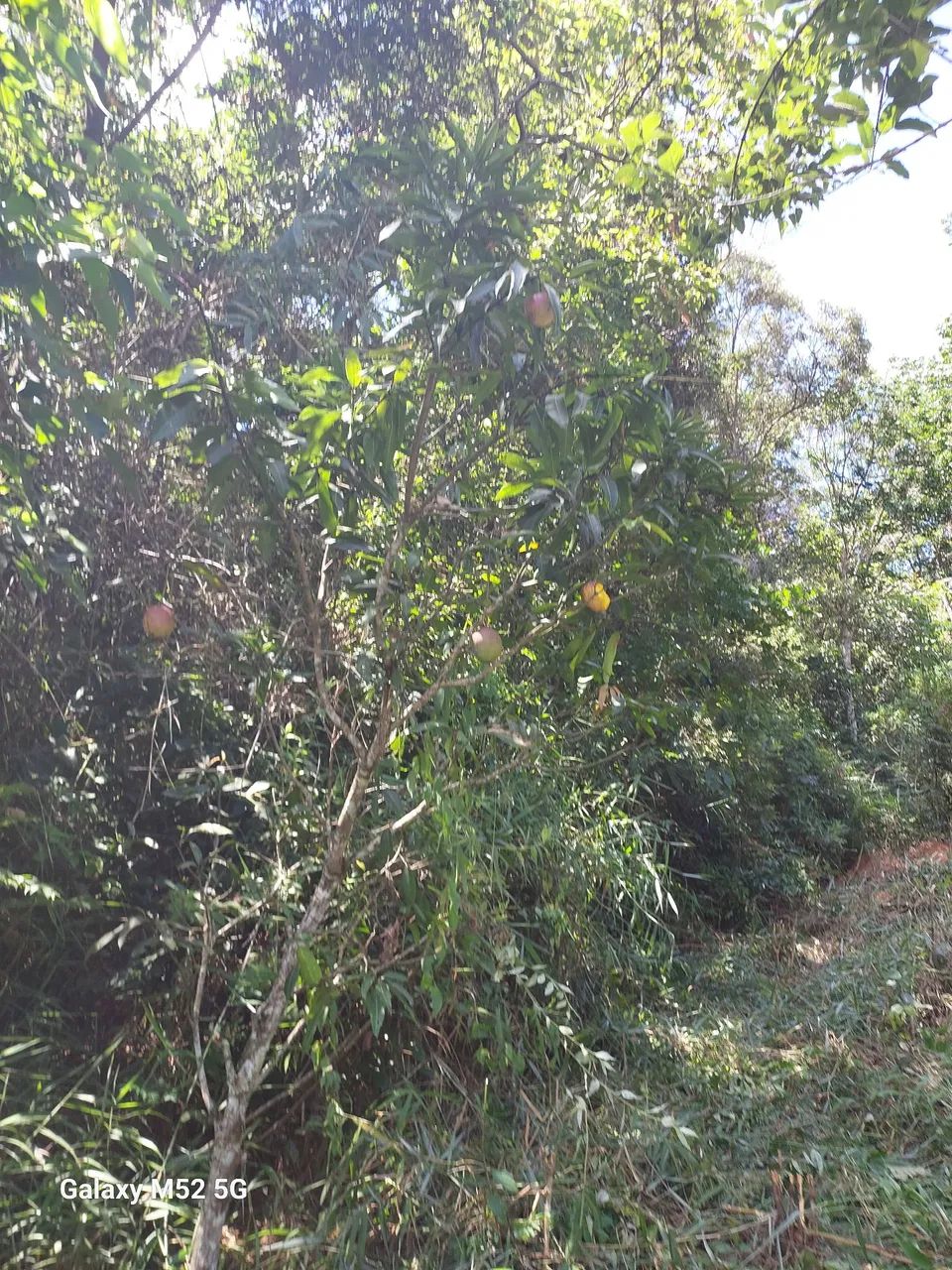 Vendo terreno em Antônio dos Santos Caete MG.  - Foto 3