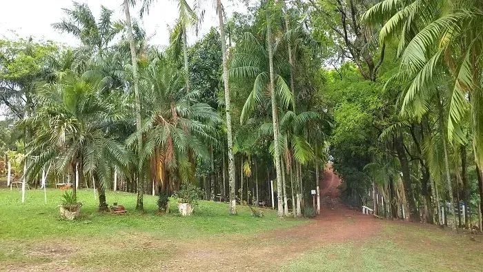 Área Rural 1.5 alqueires - Mandaguari - PR - Foto 2