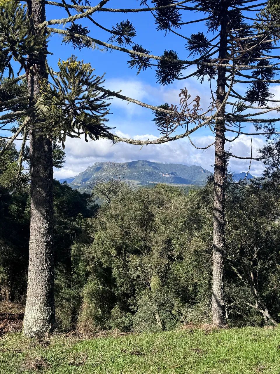 Oportunidade Única! Sítio 2 Hectares, 2km do centro. - Foto 5
