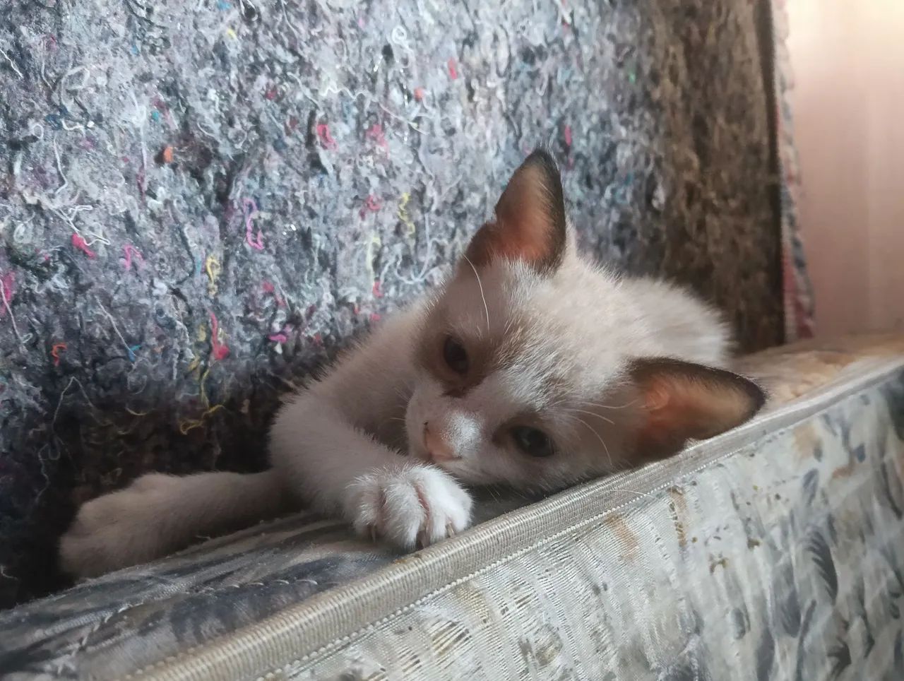 Doação de Gato - Foto 2