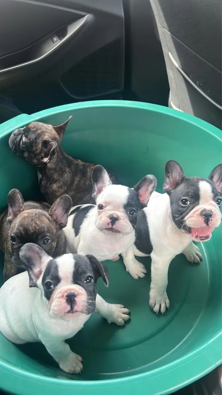 Vendo Buldog Francês 
