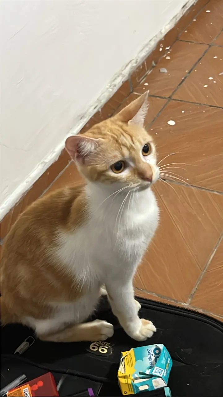 DOA-SE GATINHOS
