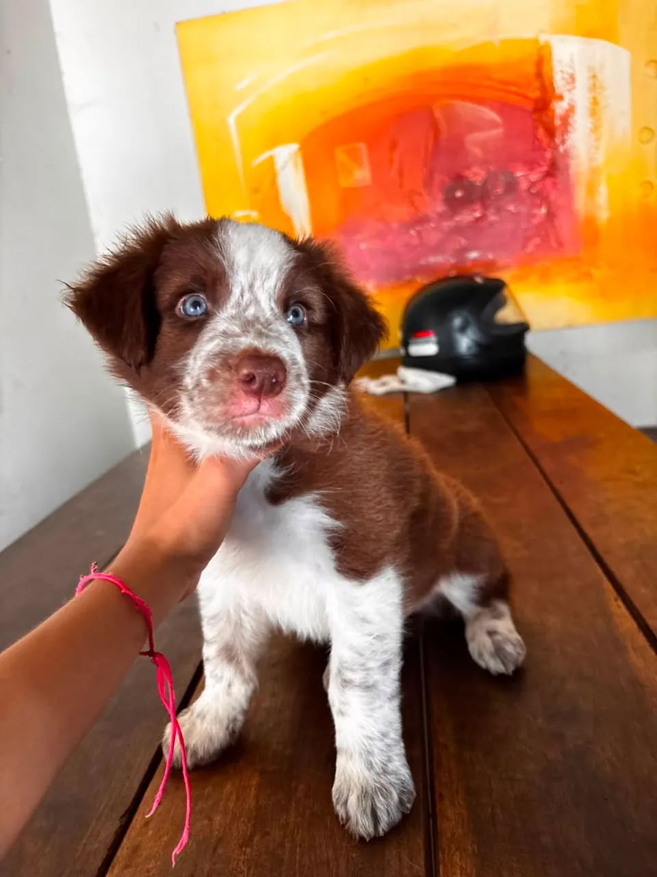 Cachorros Border Collie's - Foto 4