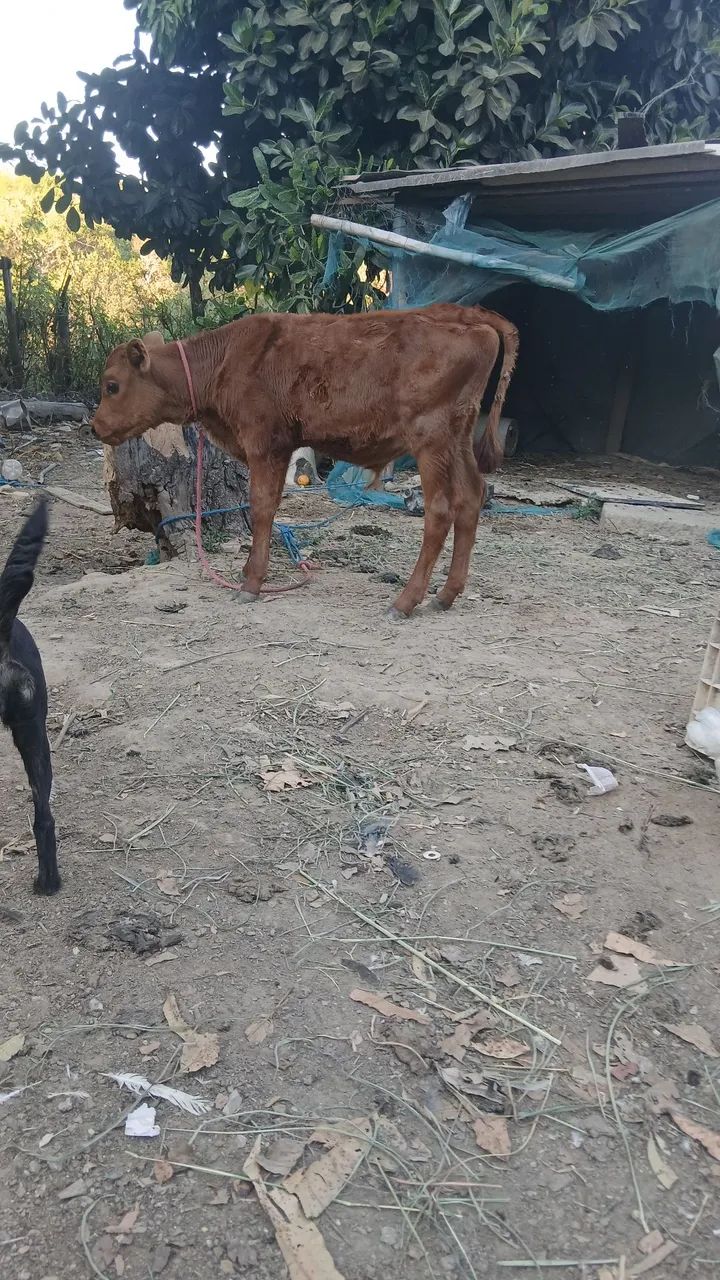 Bezerro  - Foto 2