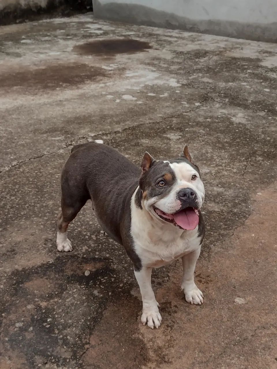 Pitbull  - Foto 4