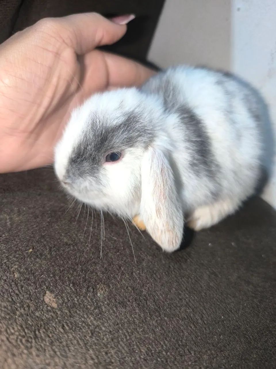 Coelho Mini Lop  - Foto 4