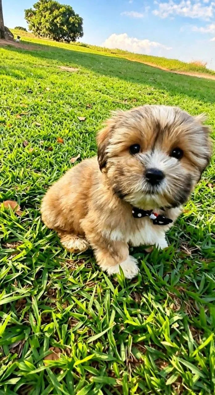 Lhasa Apso 