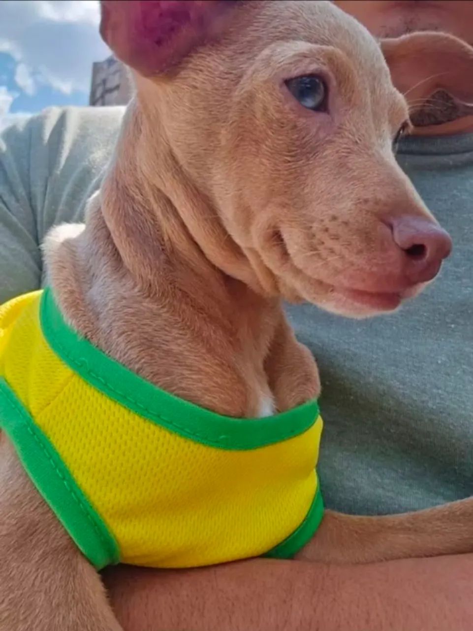 Roupinha Seleção Brasileira para Cachorro pequeno porte ? Camisa Pet Futebol ?