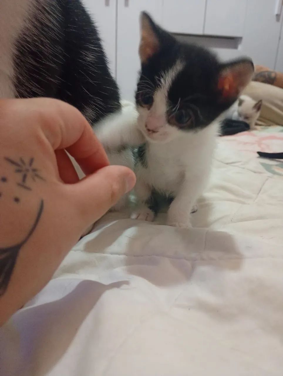 Doação de gatinhos - Foto 5