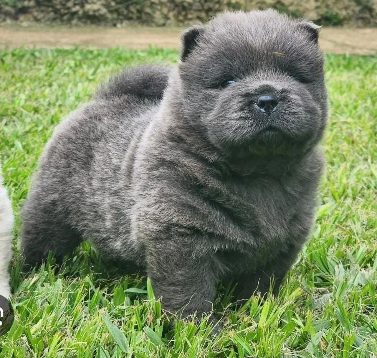 FILHOTES DE CHOW CHOW  - Foto 4