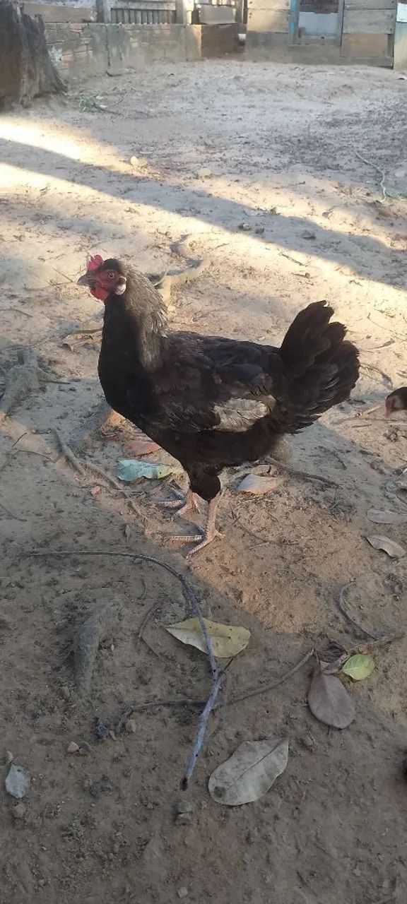 Galinha Caipira  - Foto 2