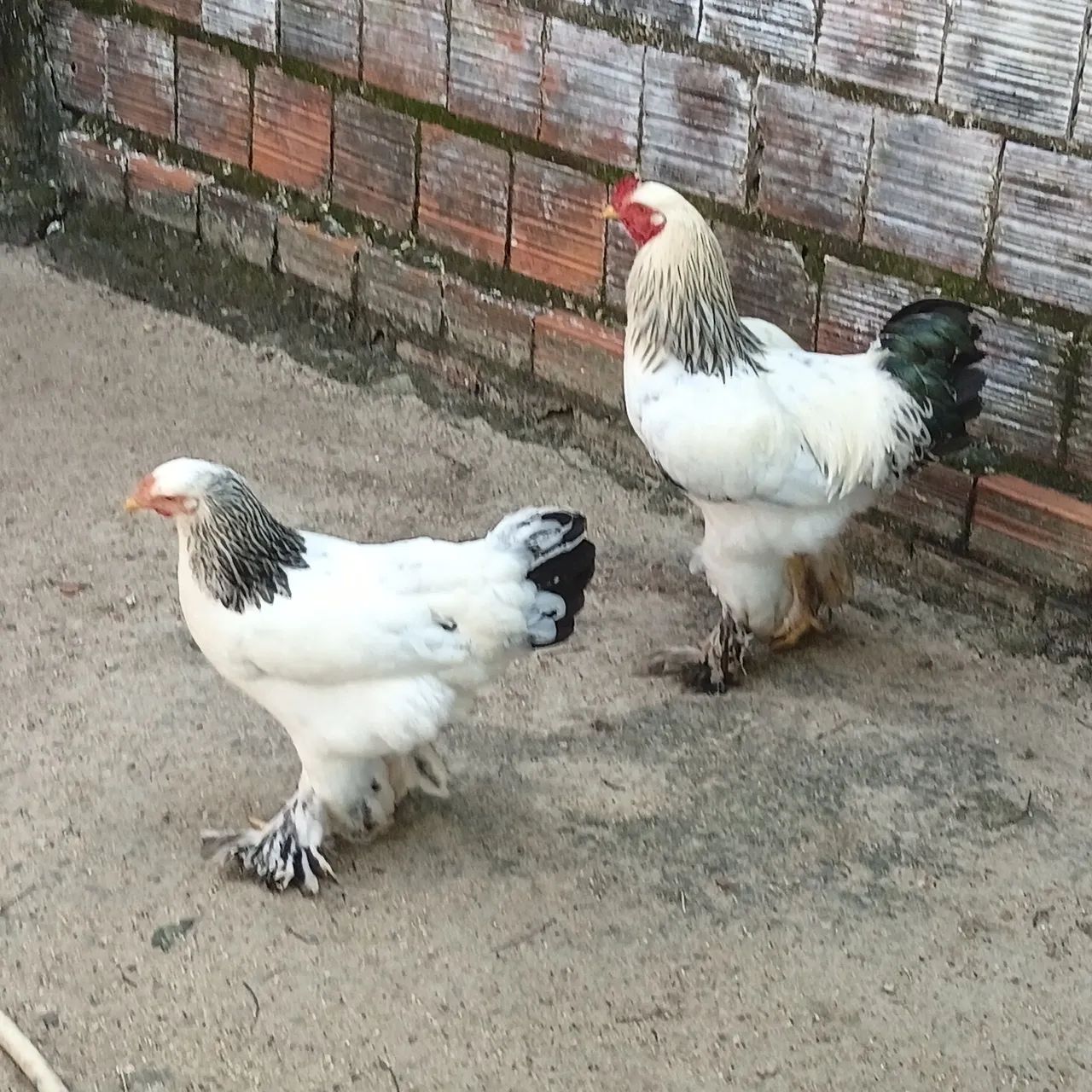 Brahma light 