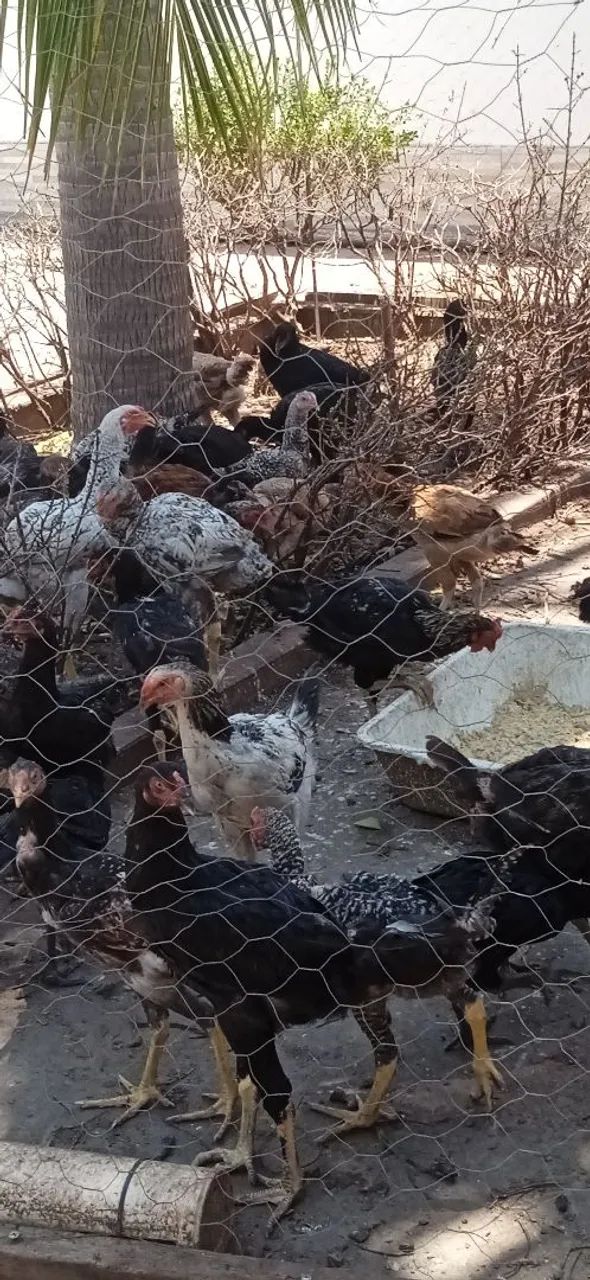 Frango Caipira  - Foto 4