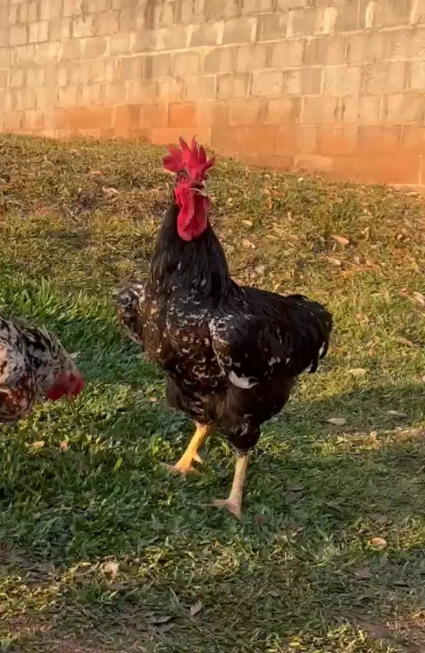 Galo Gsb 