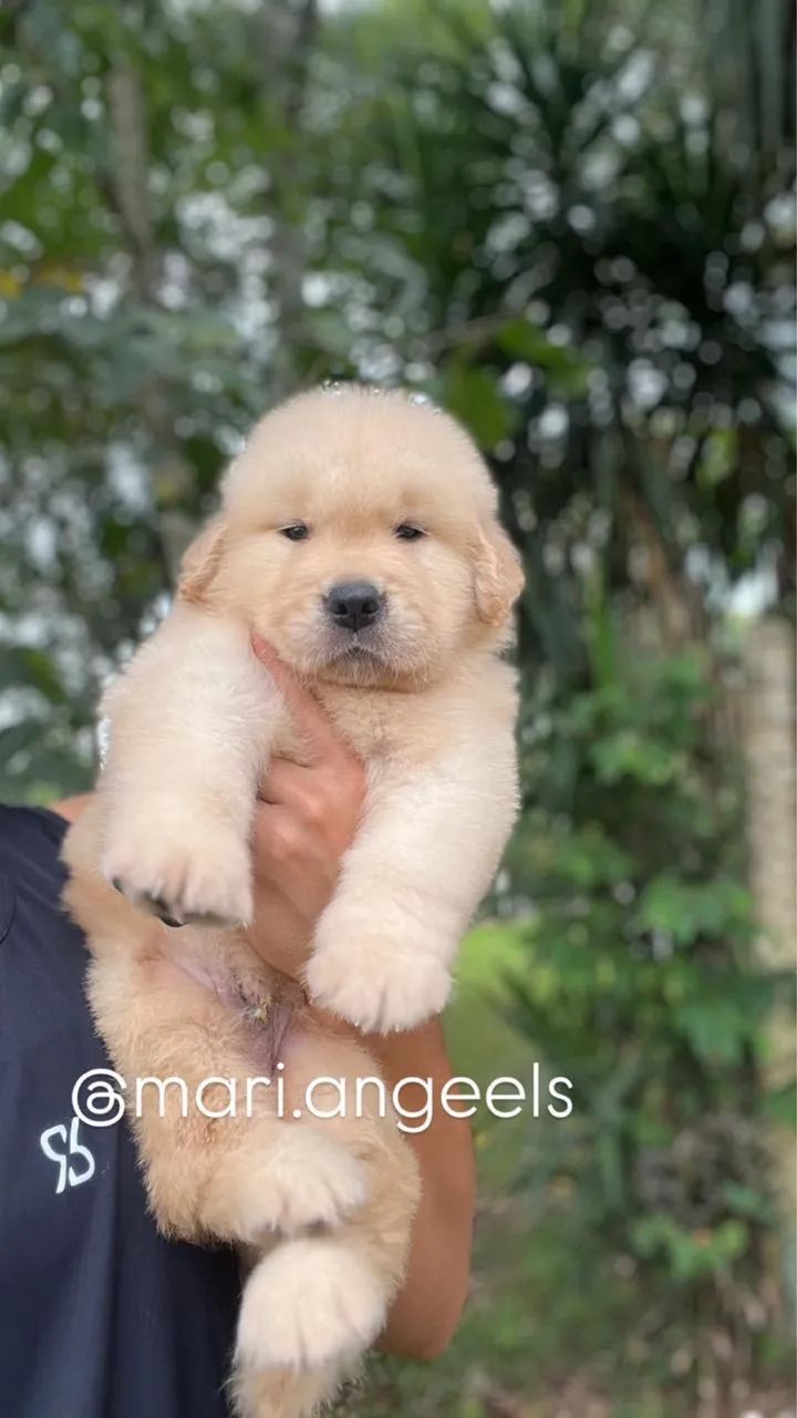 Filhotes Golden Retriever  - Foto 2