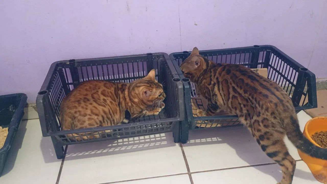 Gato bengal - Foto 3
