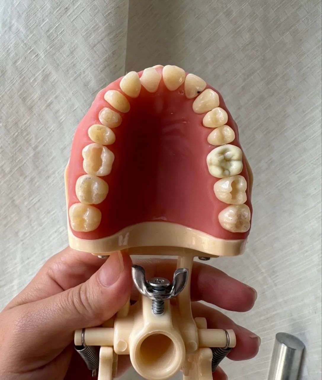 Manequim Dentistica Orais  - Foto 3