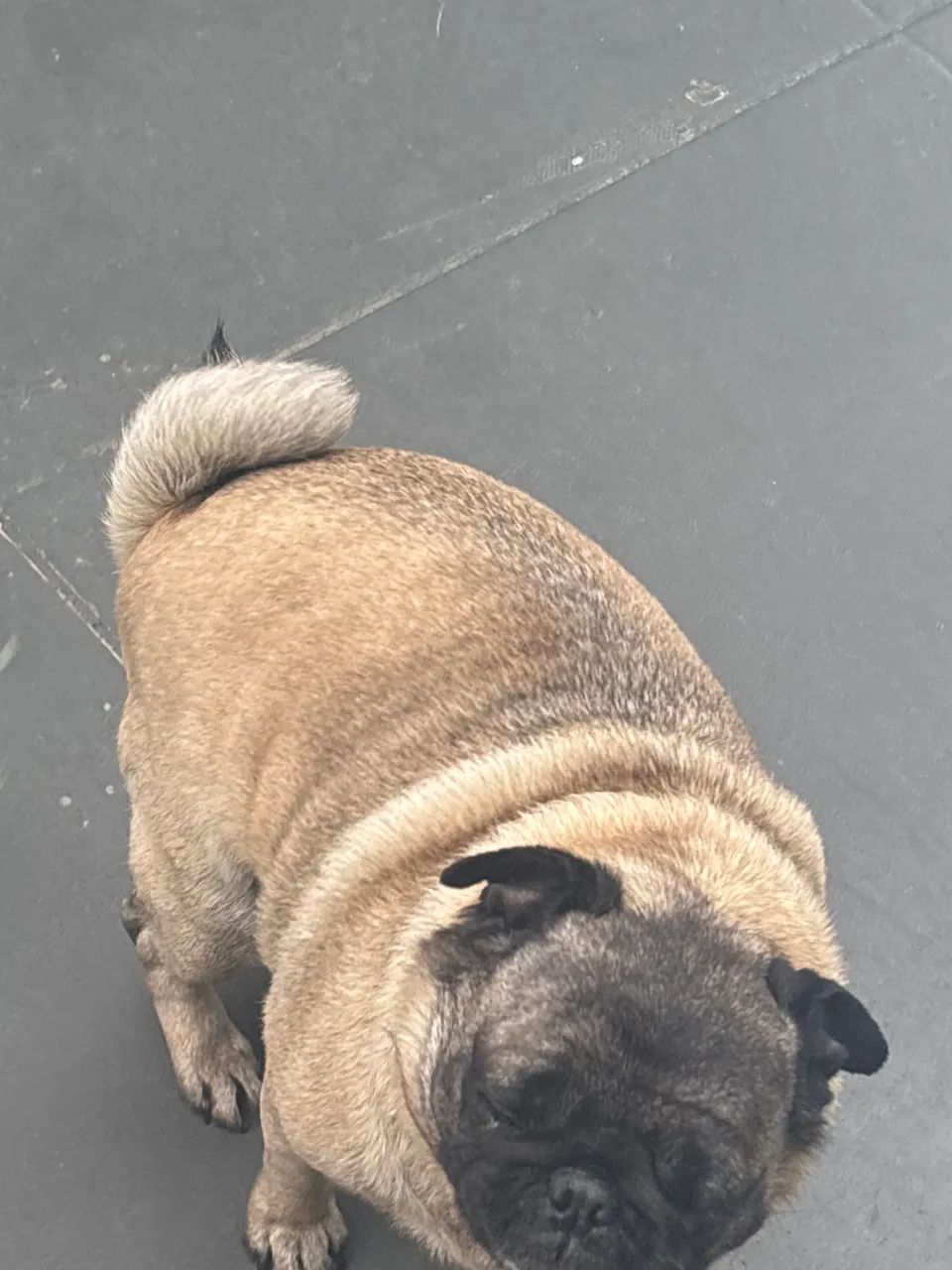 Cachorra pug - Foto 2