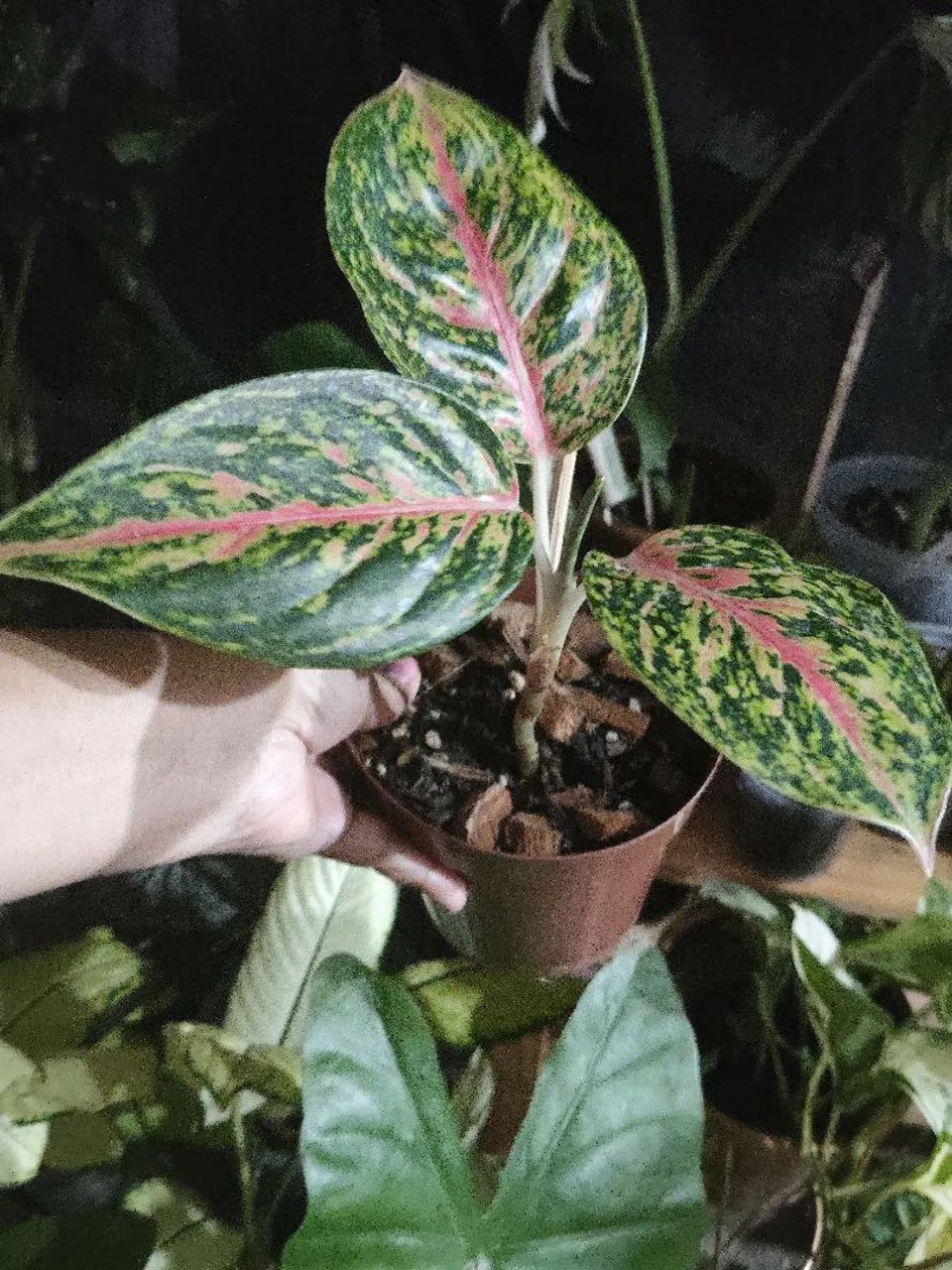 Vendo aglaonema  - Foto 3