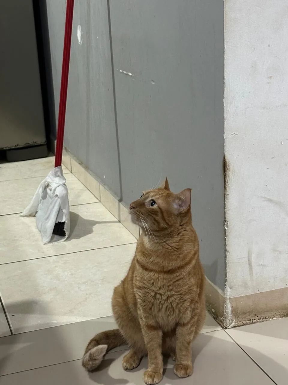 Doação de gato - Foto 2