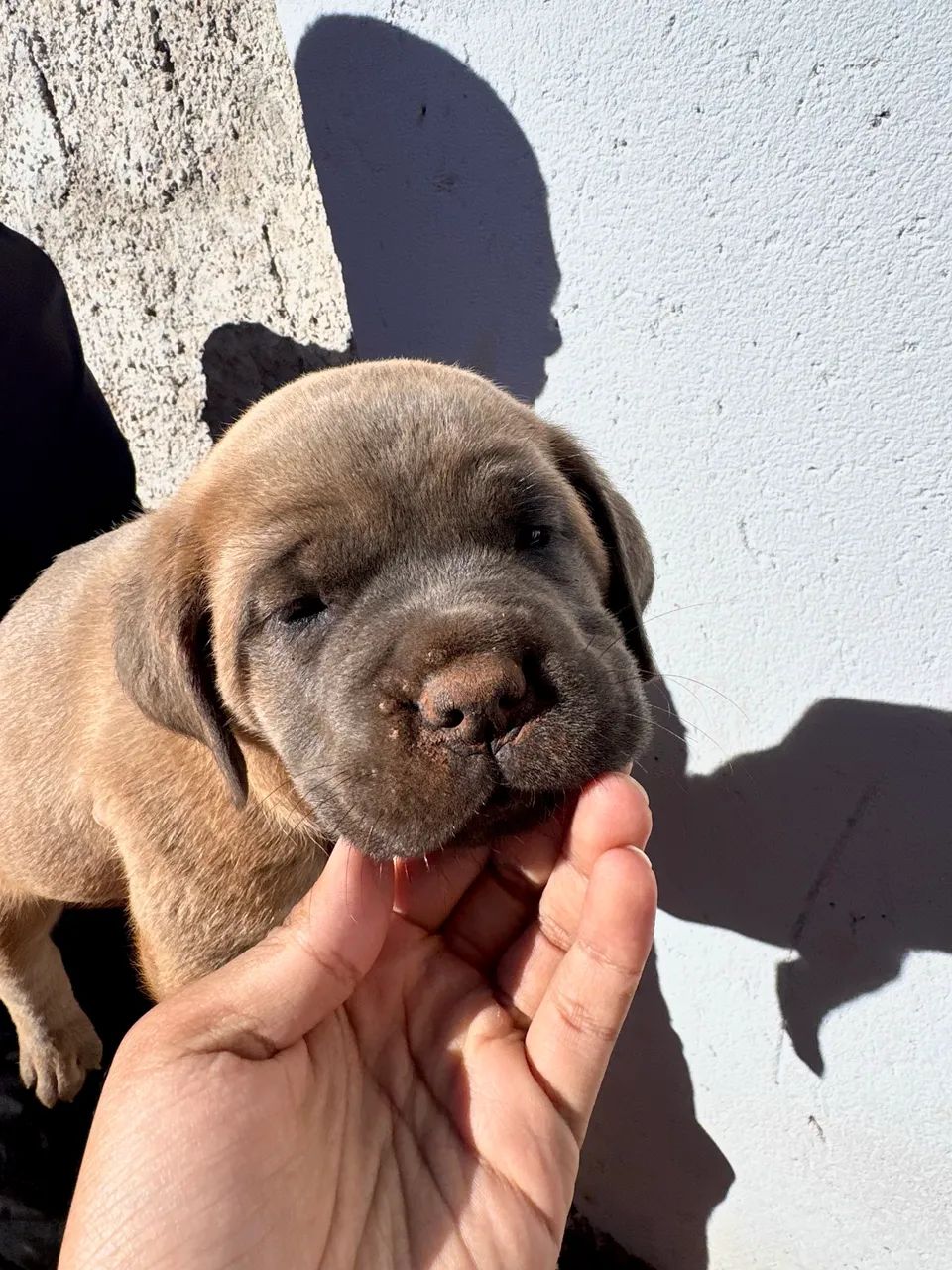 Filhote de Cane Corso  - Foto 4