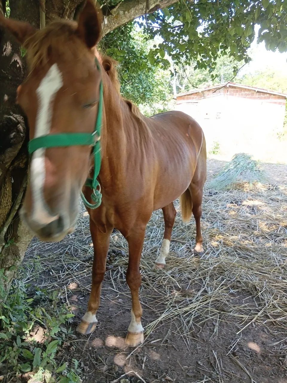 Potro QM  - Foto 2