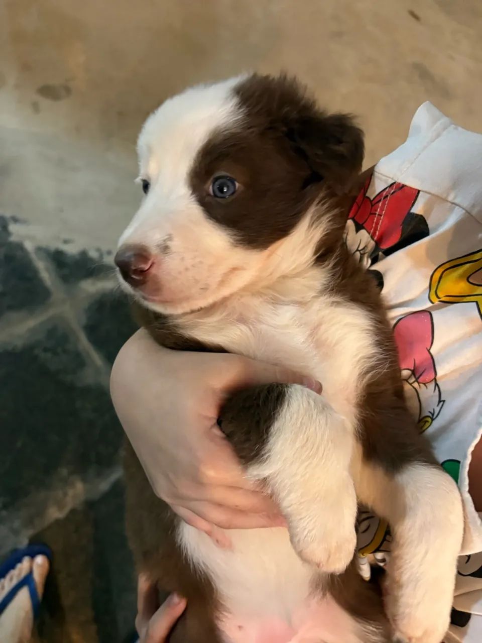 Filhote Boder Collie - Foto 2