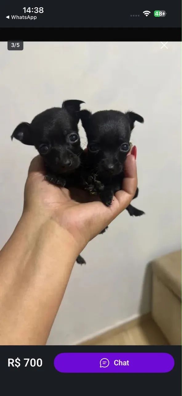 Pincher 0 - Foto 4