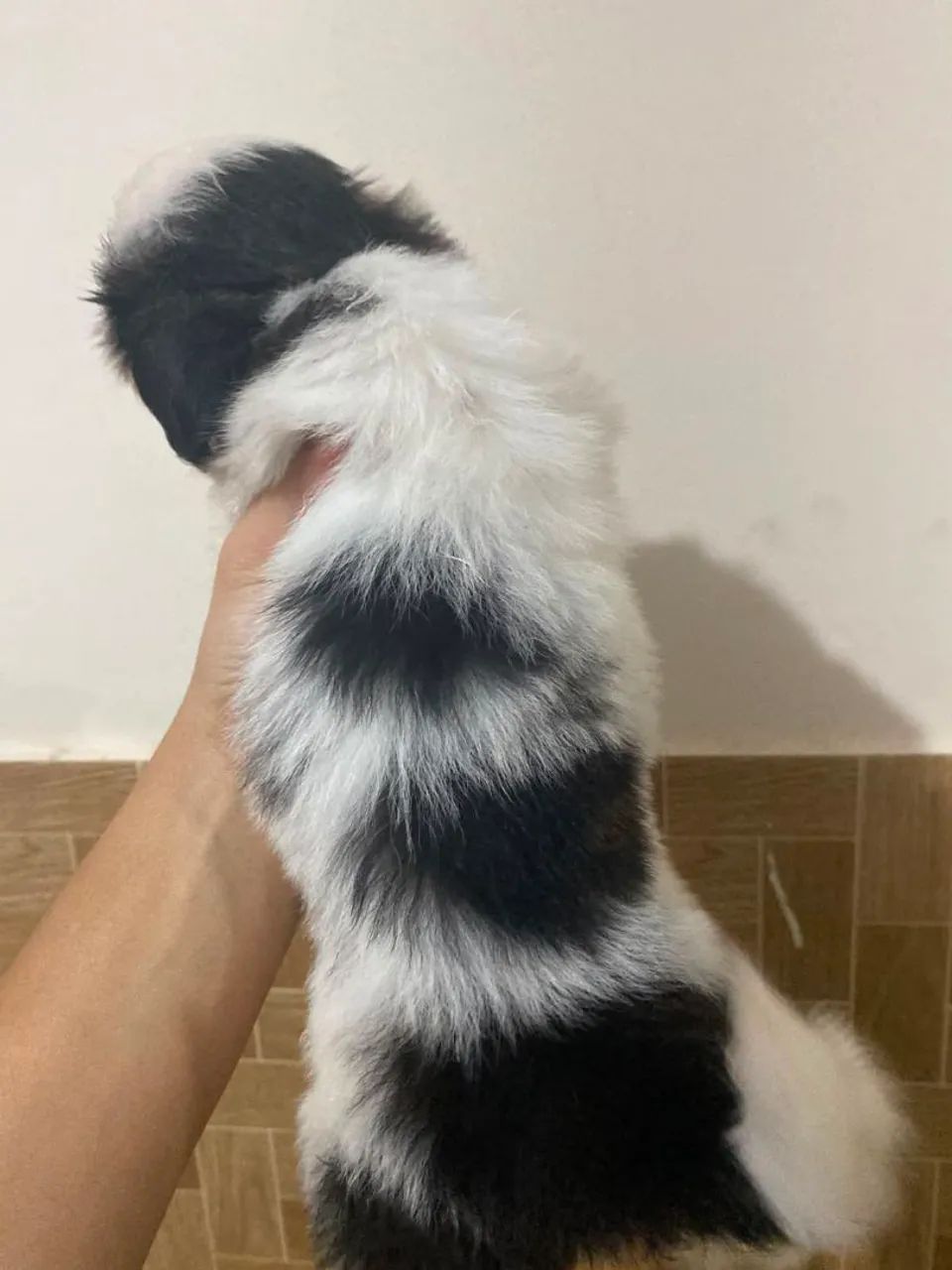 Animal - Foto 3