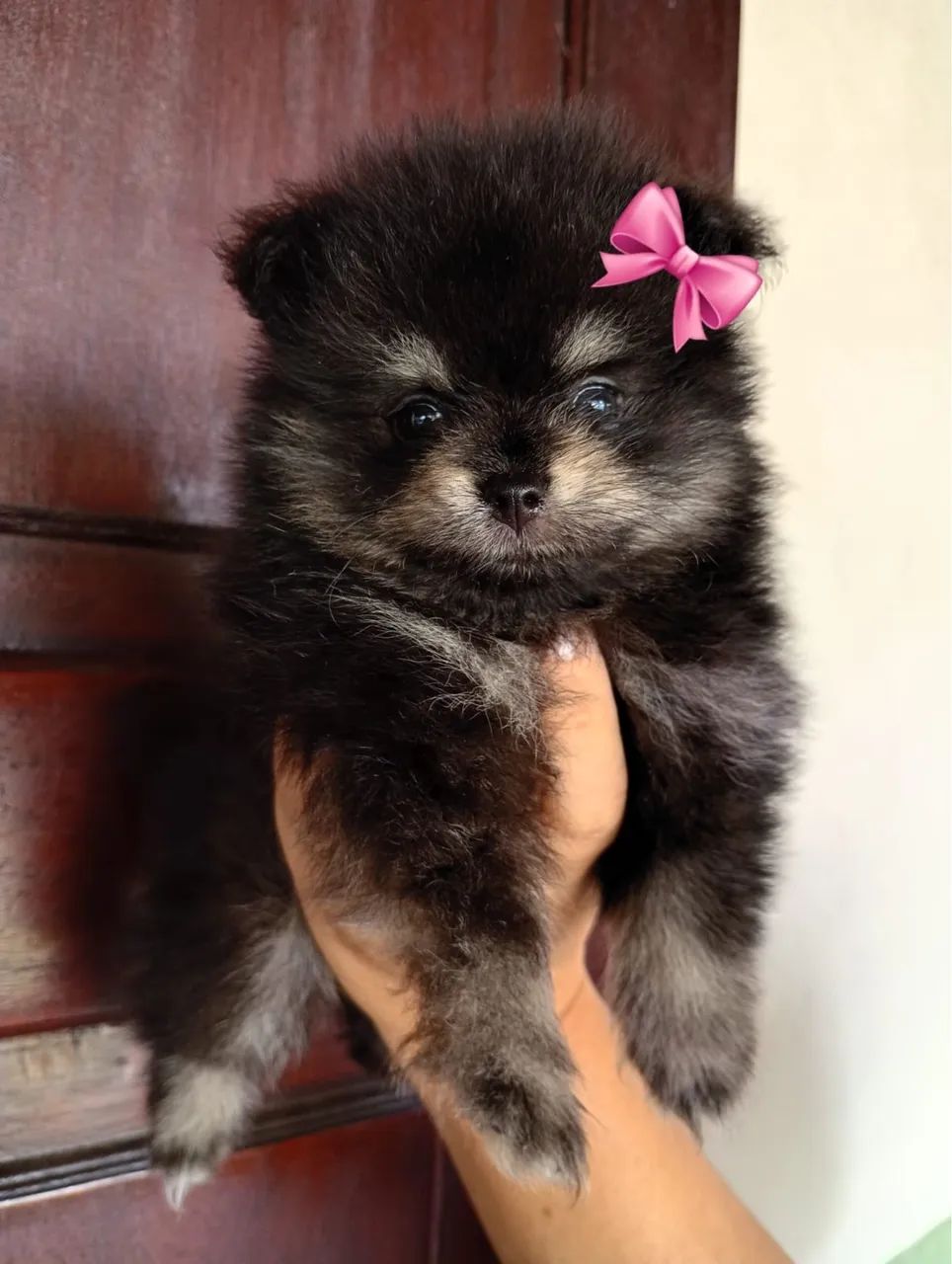 Lulu da pomeranea com 55 dias vacinada 