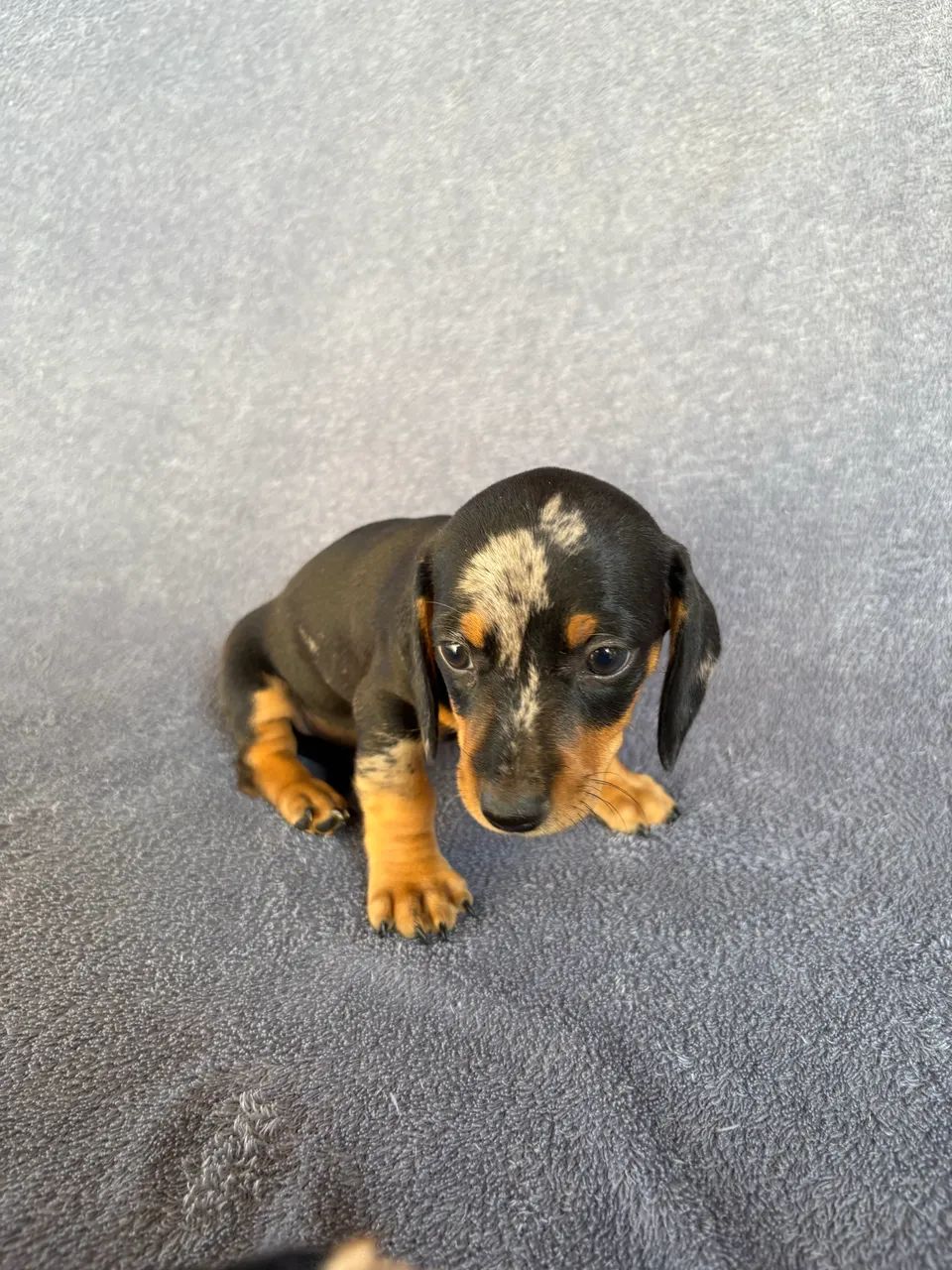 Dachshund fêmea  - Foto 3