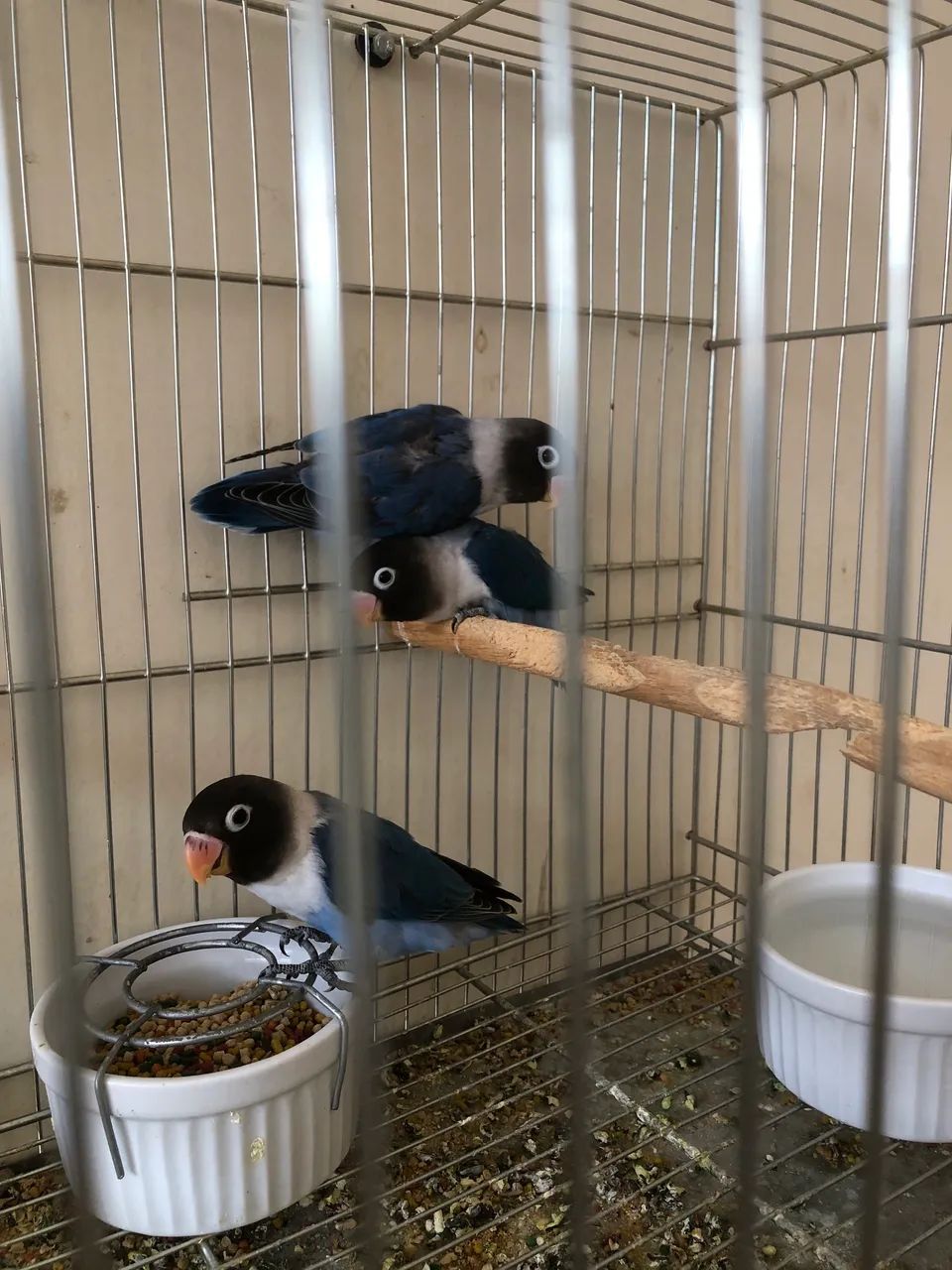 Azul cobalto - Foto 2