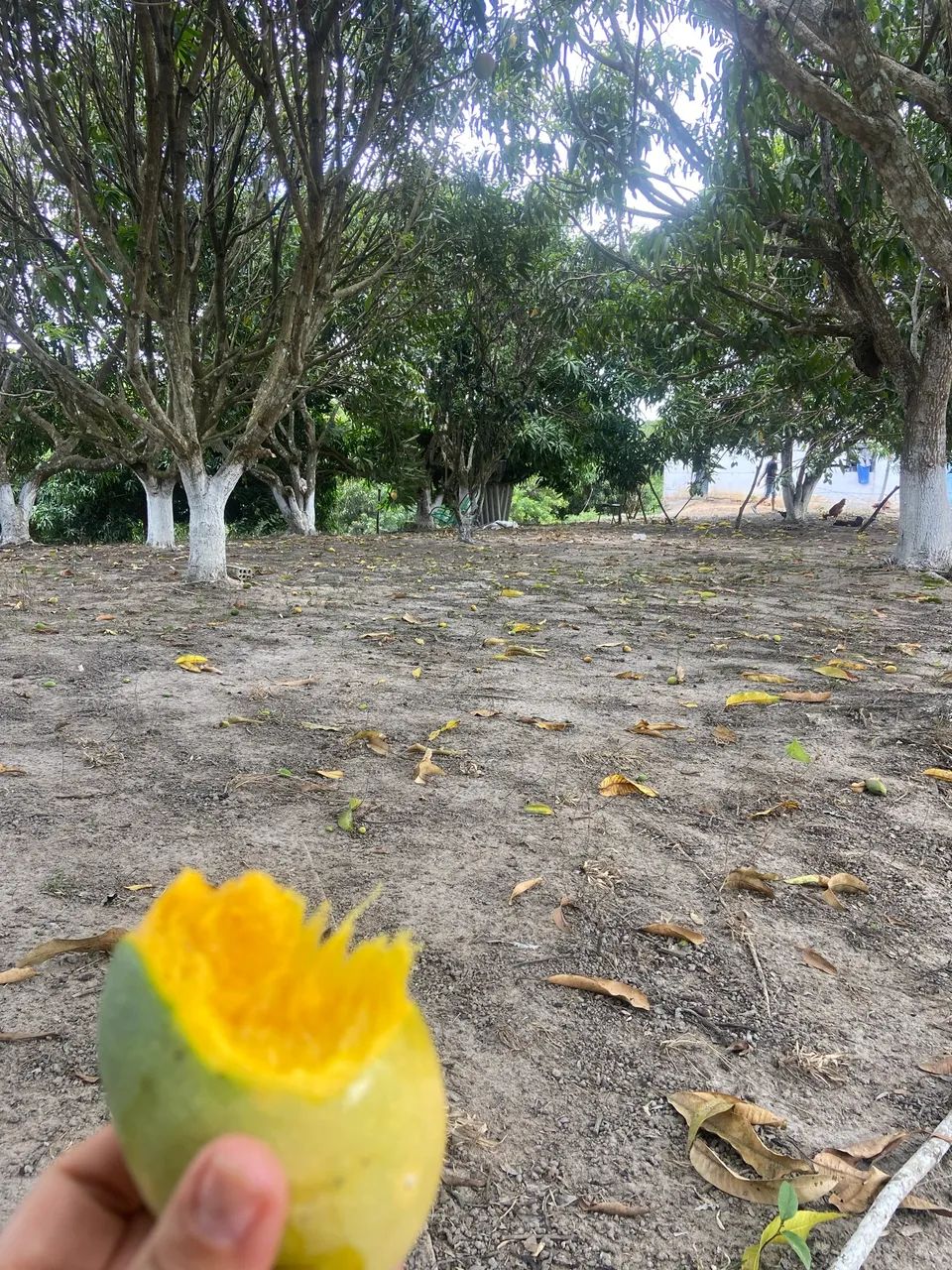 Foto - São Lourenço da Mata - Nossa Senhora da Luz