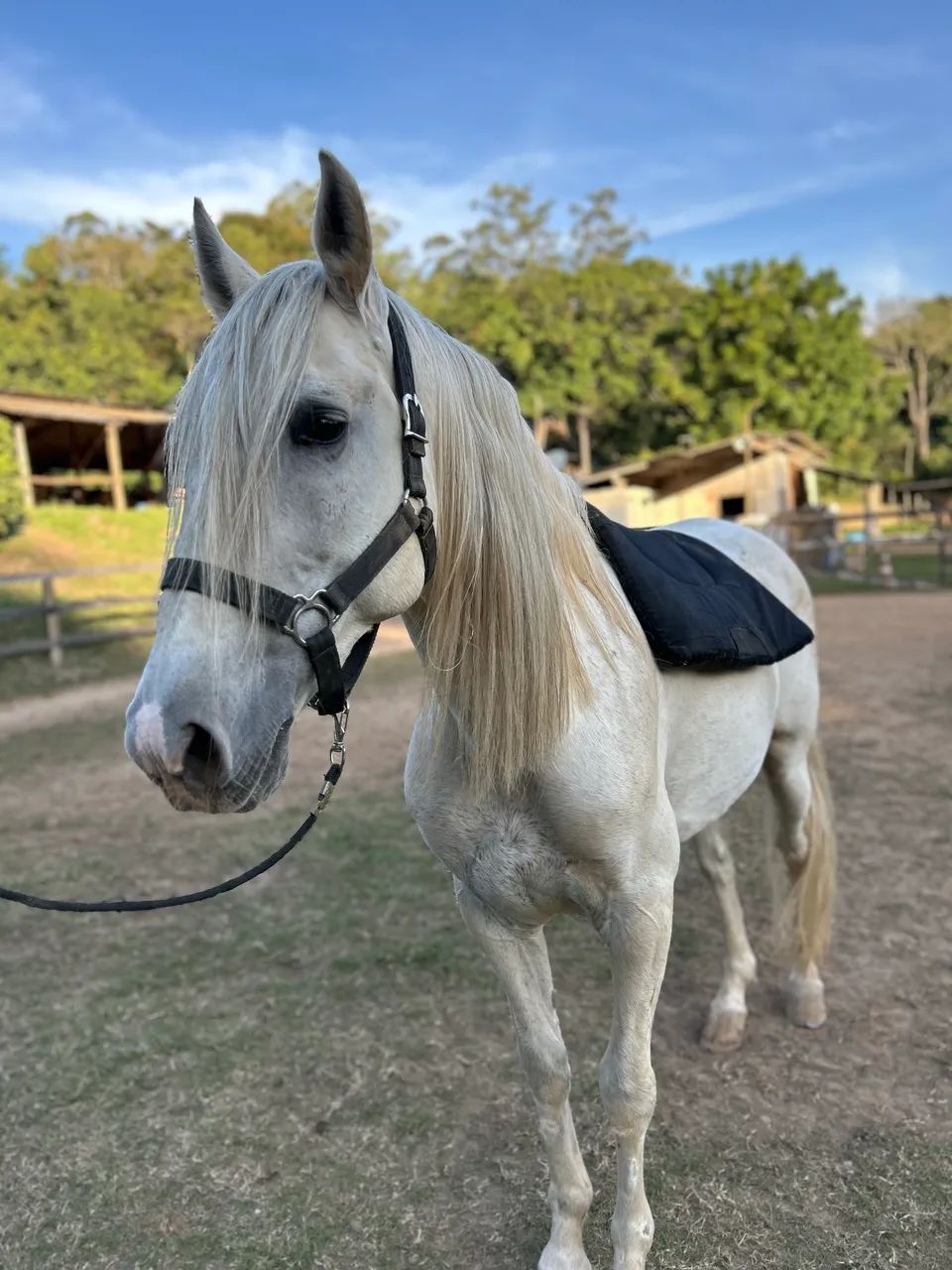 Cavalo Puro Sangue Lusitano Tordilho  - Foto 6