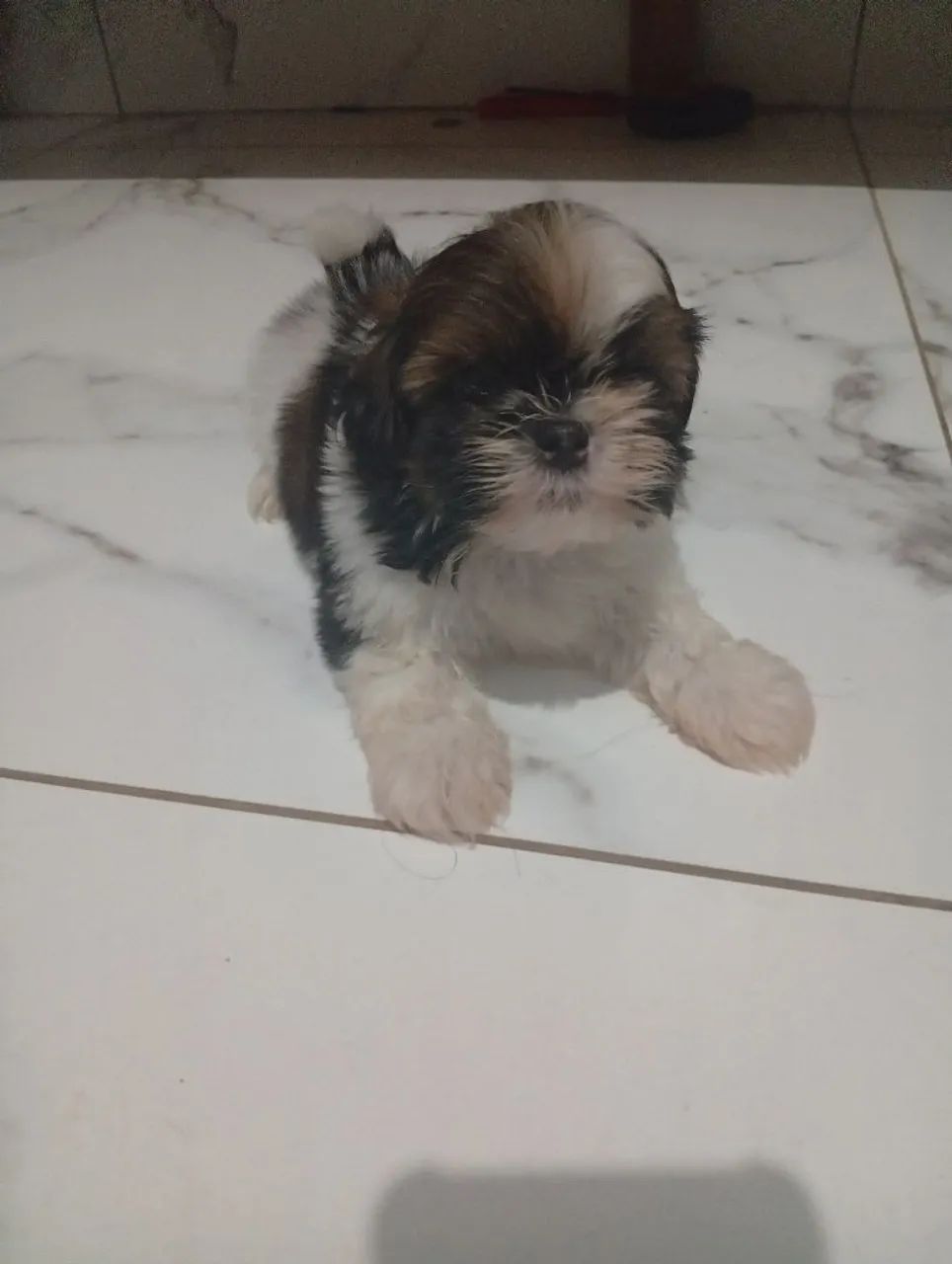 Shitzu mini - Foto 5
