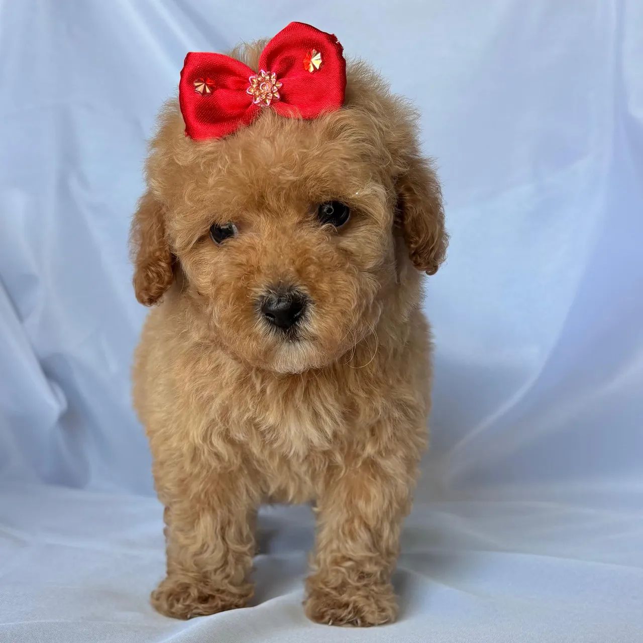 Poodle 