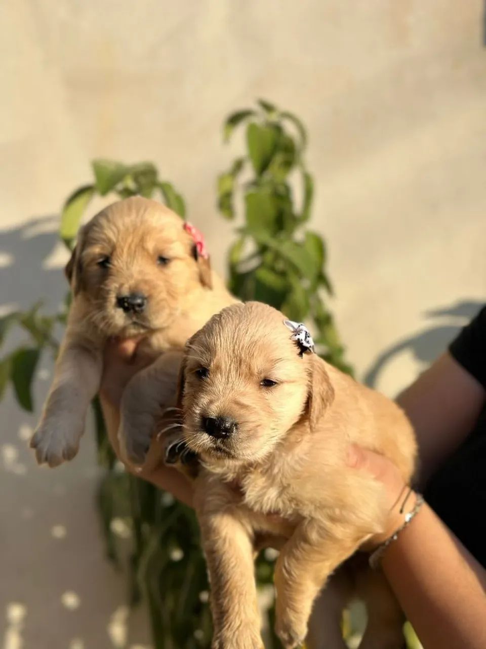 Golden Retriever fofuras
