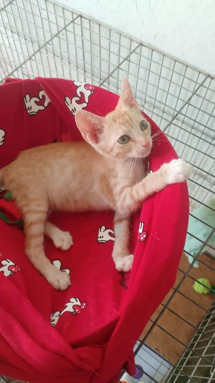 Filhotinho amarelinho macho pra adoção  - Foto 3