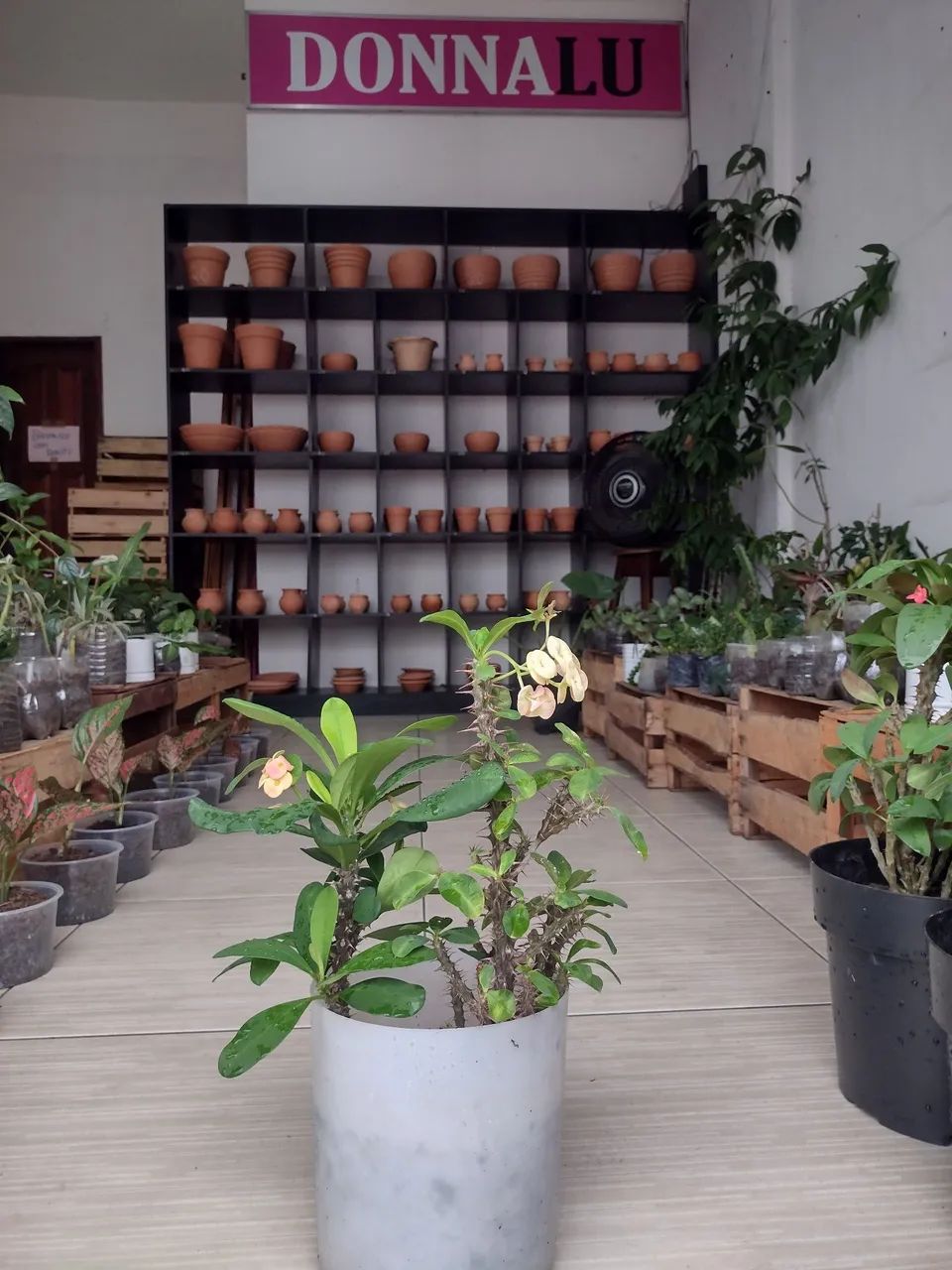 Plantas Naturais  - Foto 3