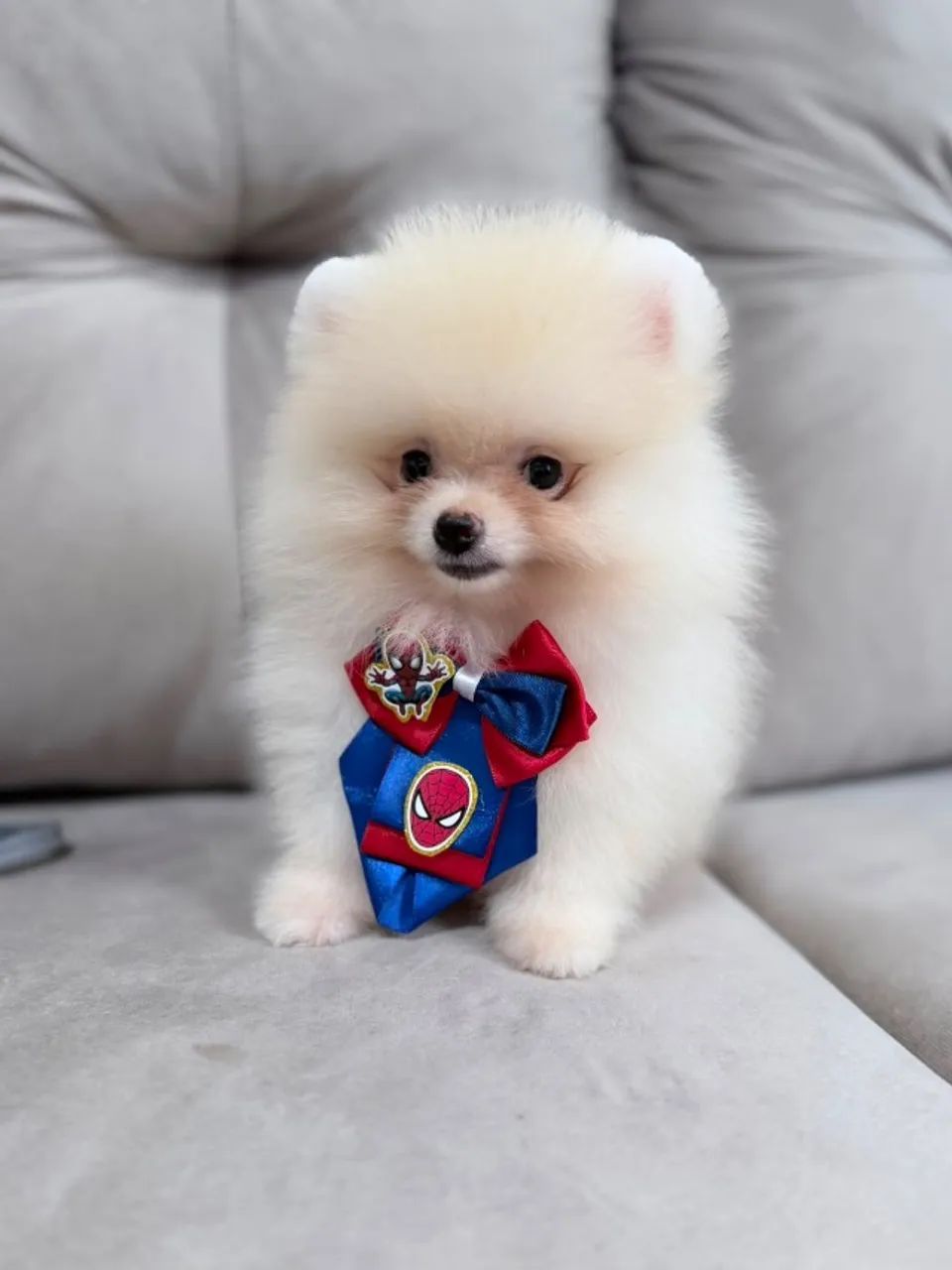 Spitz Alemão anão