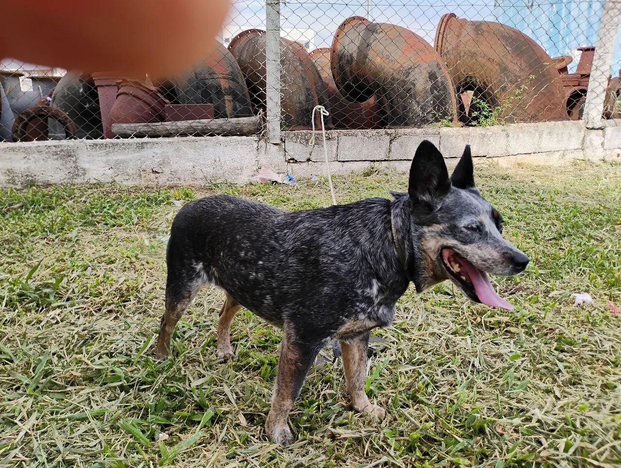 Doação cachorra  - Foto 3