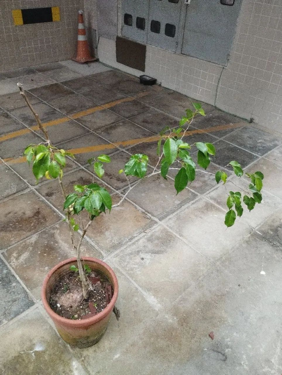 Muda de Ficus Benjamin 