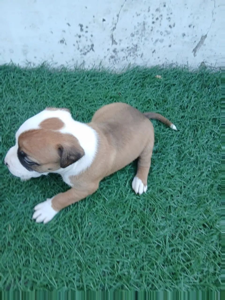 American Bully - Foto 3