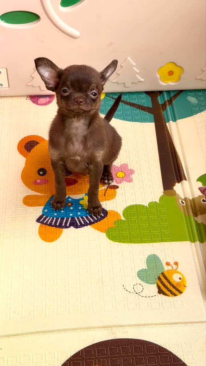 Chihuahua Macho PELO CURTO C/ PEDIGREE - Foto 2