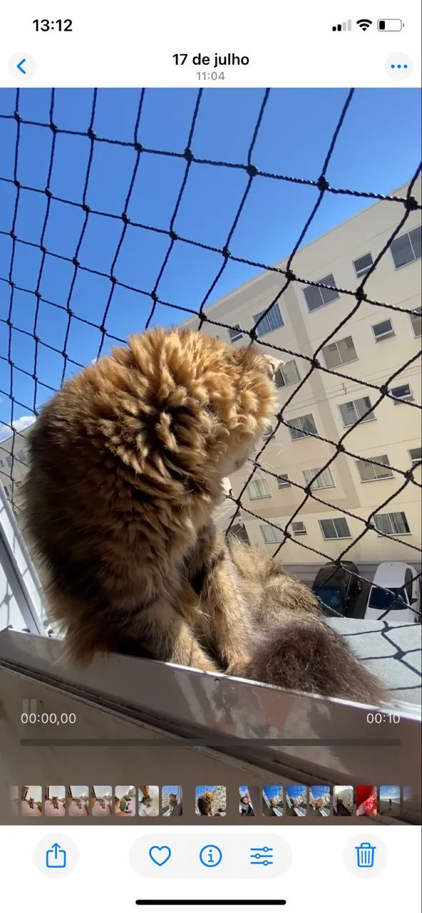 Gato - Foto 3
