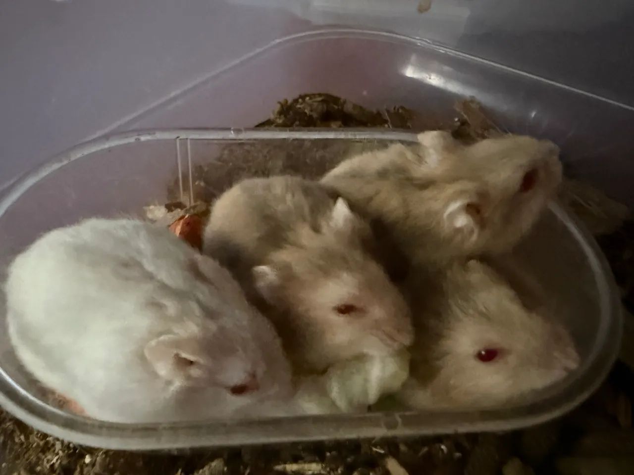 Filhotes de hamster  - Foto 2