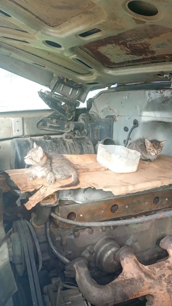 Gatos para adoção 