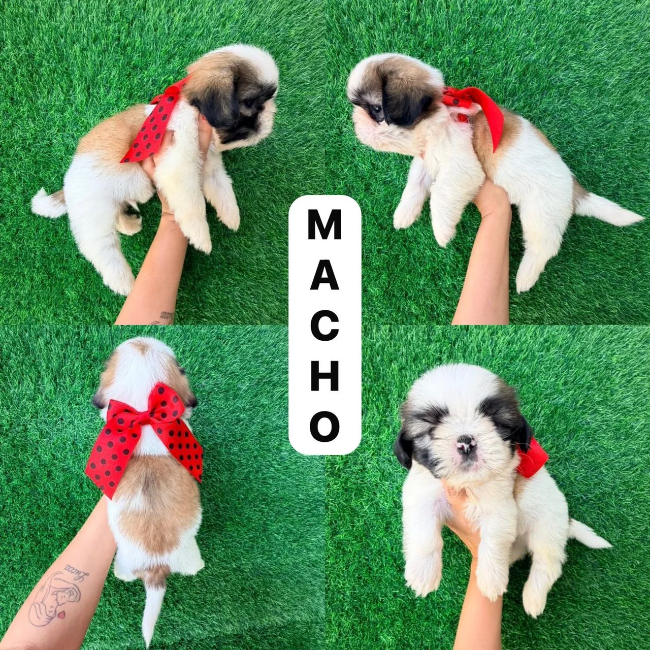 Shitzu macho 