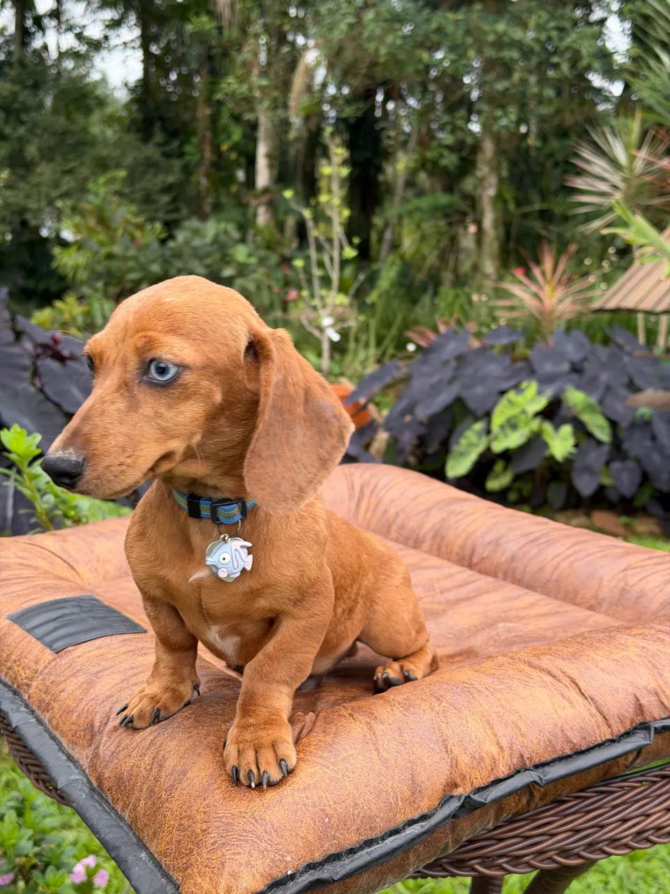 Daschshund  - Foto 2